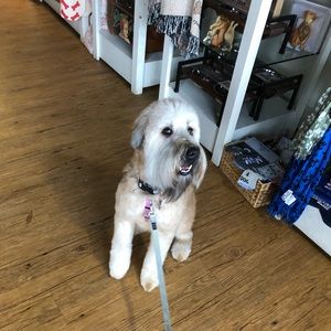 Meet your Posher, Casey